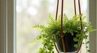 DIY Macrame Plant Hangers: A Bohemian Touch